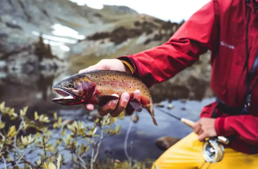 Cutthroat backcountry